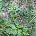 Plantago major 葉