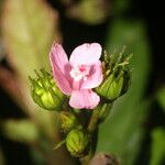 Pavonia schiedeana Flower