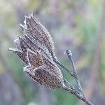 Salvia candelabrum Fruto