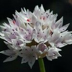 Allium amplectens Blomst