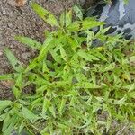 Persicaria lapathifolia Likasa