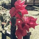 Bougainvillea spectabilisFlower