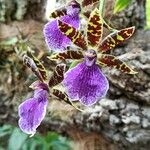 Zygopetalum maculatumЦвят