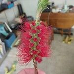 Melaleuca rugulosa Кветка