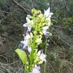 Campanula pyramidalis Květ