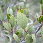 Cercocarpus montanus Foglia