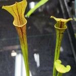 Sarracenia flava Likasa