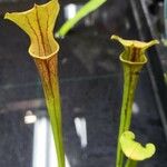 Sarracenia flava Flor