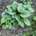 Brunnera macrophyllaLehti