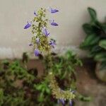 Plectranthus scutellarioides Flower