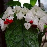 Clerodendrum thomsoniae Folha