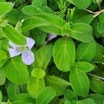 Barleria ventricosa Leaf