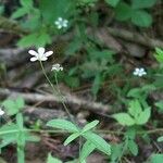 Moehringia lateriflora অভ্যাস