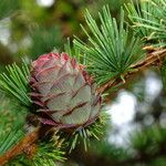 Larix kaempferi फल