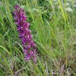 Orchis × spuria ফুল