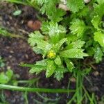 Mauranthemum paludosum Flors