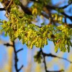 Ginkgo biloba Flower