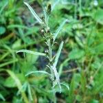 Omalotheca sylvatica Flower