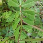 Coronilla viminalis Hoja