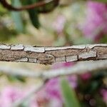 Rhododendron × planetum Coajă