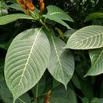 Sanchezia nobilis Folha