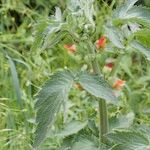 Scrophularia grandiflora Máis