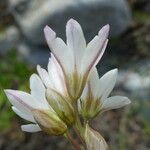 Nothoscordum bivalve Kukka