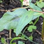 Persicaria maculosa Foglia