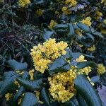 Berberis aquifolium Žiedas