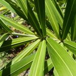Allagoptera arenaria Leaf