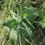 Marrubium vulgare Leaf