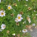 Symphyotrichum novi-belgiiLeaf