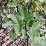 Citrus trifoliata List