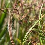 Epilobium coloratum Fruit