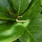 Terminalia catappa Blad