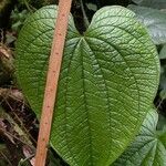 Dioscorea hondurensis