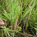 Plantago sempervirens Habit