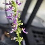 Coleus amboinicus Flower