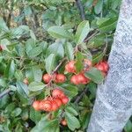 Pyracantha coccineaPlod