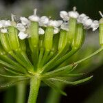 Bunium bulbocastanum 花