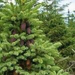 Picea mariana