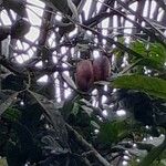 Dacryodes edulis Fruit