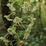 Habenaria sigillum Flower