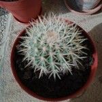 Echinocereus dasyacanthus Yaprak