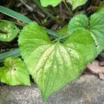 Viola pubescens Folha