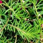 Portulaca pilosa List