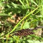 Carex nigra Frucht