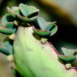 Kalanchoe daigremontiana Leaf