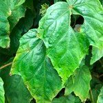 Begonia formosana 葉