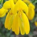 Cytisus striatus Flower